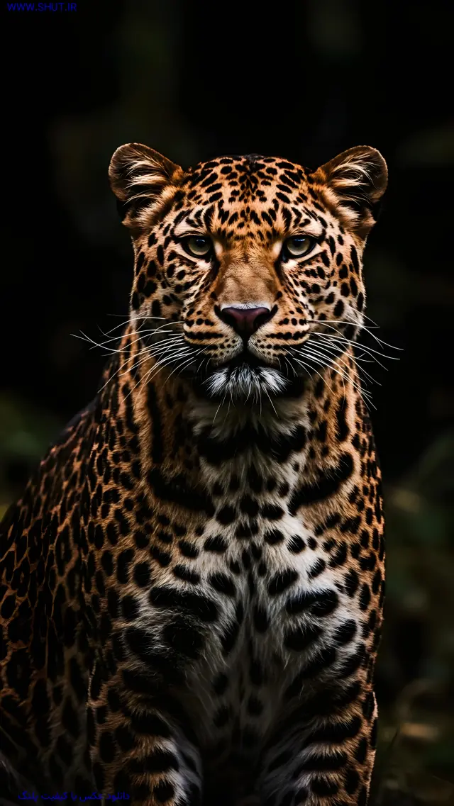 دانلود عکس با کیفیت پلنگ