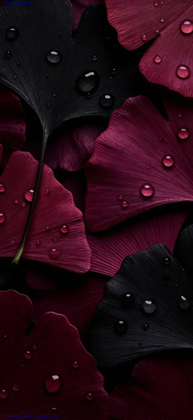 عکس والپیپر زرشکی و مشکی