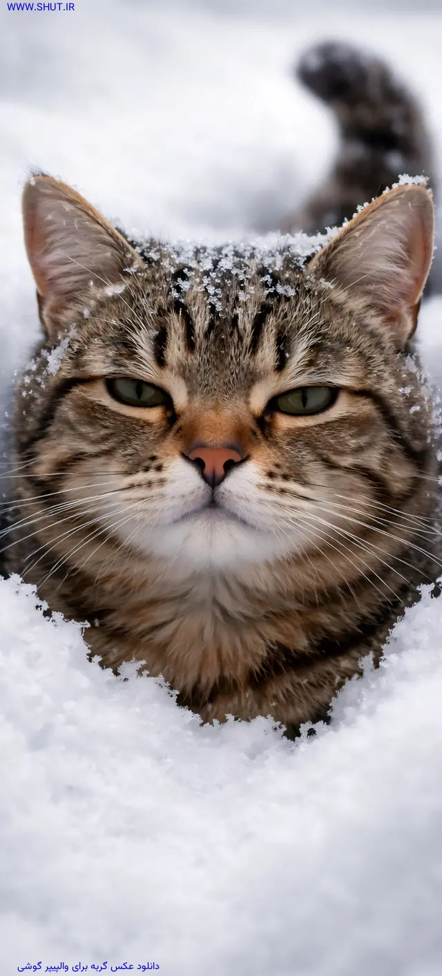 دانلود عکس گربه برای والپیپر گوشی