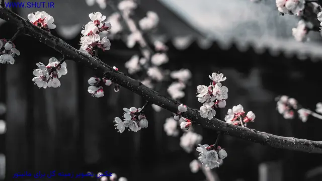 عکس تصویر زمینه گل برای مانیتور