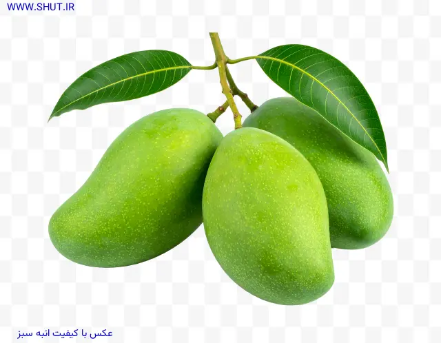 عکس با کیفیت انبه سبز