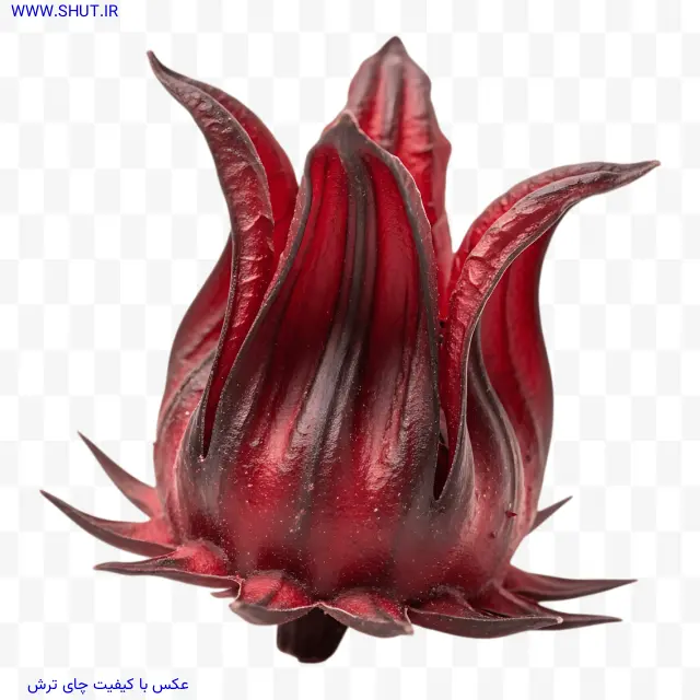 عکس با کیفیت چای ترش