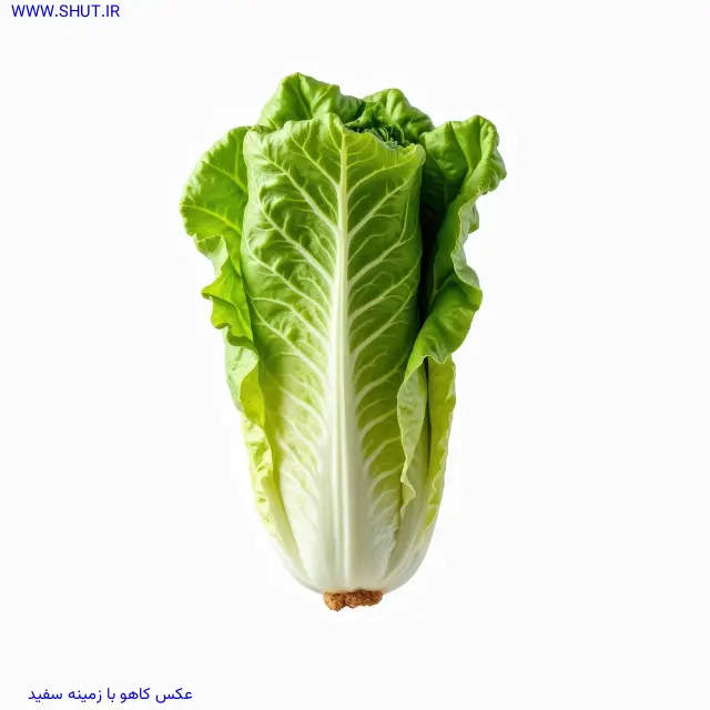 عکس کاهو با زمینه سفید