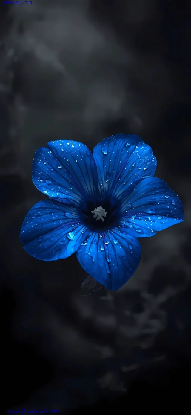 دانلود عکس والپیپر گل آبی زیبا