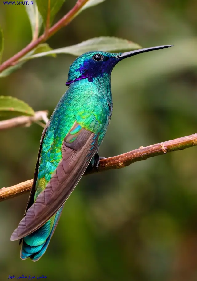 عکس مرغ مگس خوار